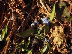 Scilla siberica