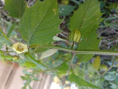 Physalis angulata