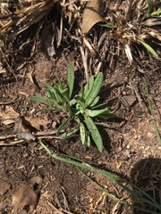 Lithospermum incisum