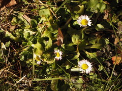 Bellis perennis