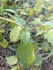 Physalis angulata