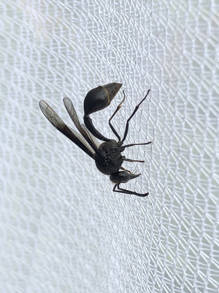 Eumenes filiformis