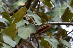 Chiranthodendron pentadactylon