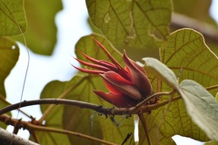 Chiranthodendron pentadactylon