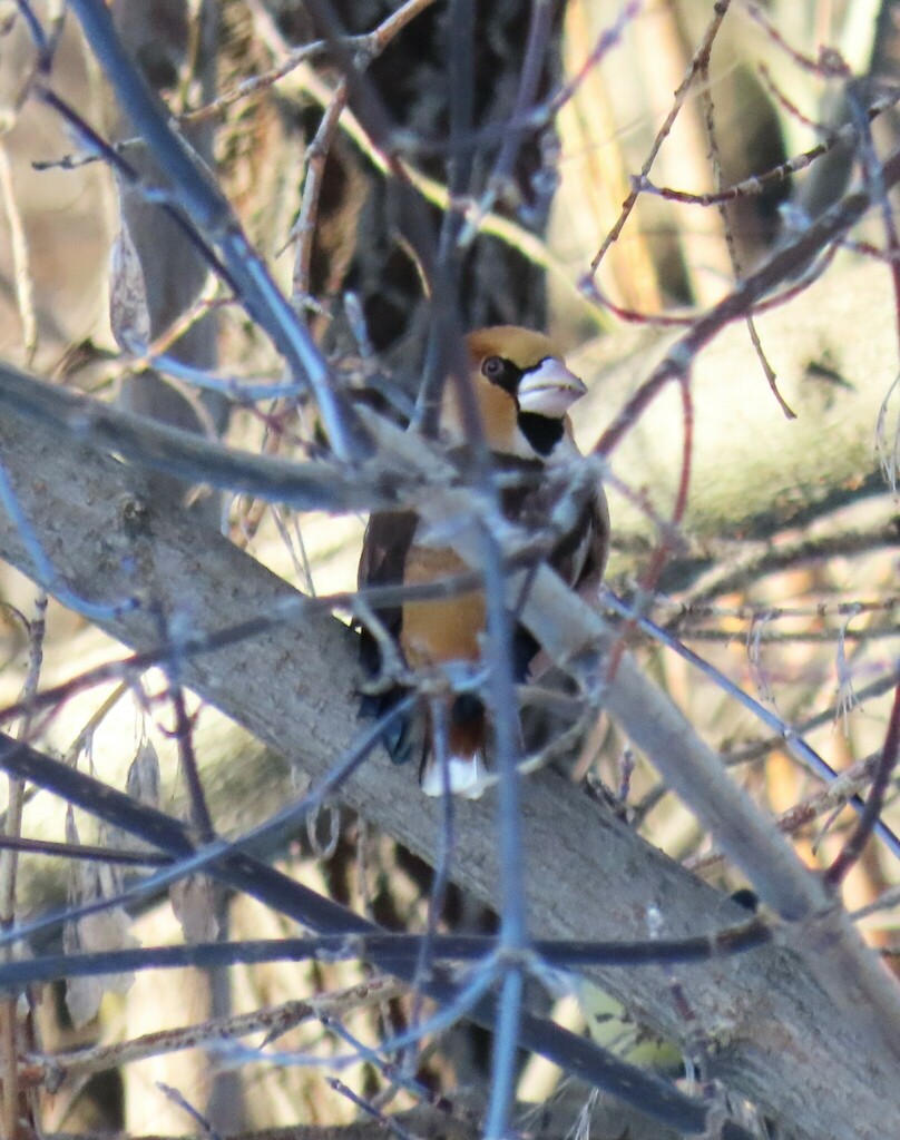 Hawfinch from Эльмаш, Екатеринбург, Свердловская обл., Россия on ...