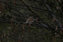 Emberiza schoeniclus