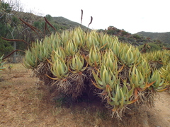 Aloe castanea