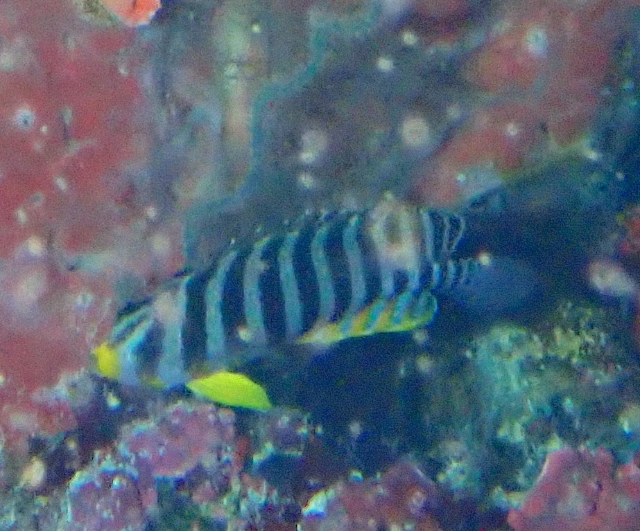 Centropyge multifasciata