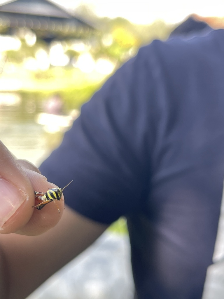 Winged and Once-winged Insects from Allende, N.L., MX on November 5 ...