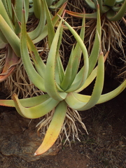 Aloe castanea
