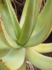Aloe castanea