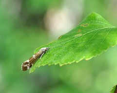 Athripsodes cinereus