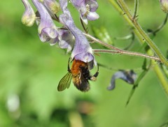 Bombus consobrinus
