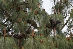 Pinus pseudostrobus apulcensis