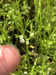 Apiastrum angustifolium