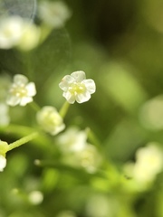 Apiastrum angustifolium