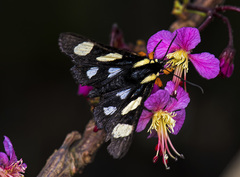 Androloma disparata