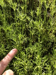 Apiastrum angustifolium