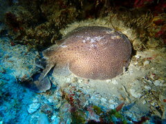 Blackspotted Electric Ray photo 3