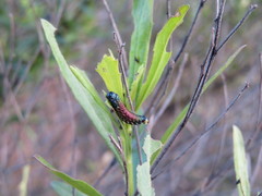 Trirhabda bacharidis