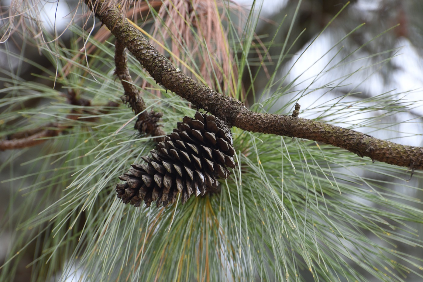 Pino Chamaite (Pinus montezumae) · NaturaLista