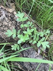 Nemophila phacelioides