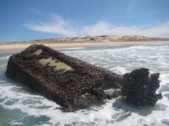 Mimachlamys asperrima