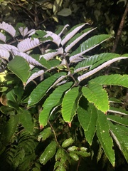 Brunellia costaricensis image