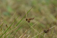 Carex arenaria