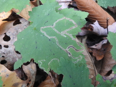 Phytomyza tigris