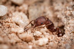 Pogonomyrmex pima