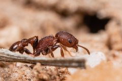 Pogonomyrmex pima