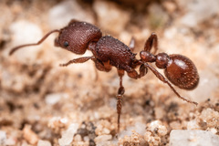 Pogonomyrmex pima