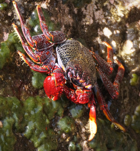 East Atlantic Sally Lightfoot Crab, photo 4 of 10