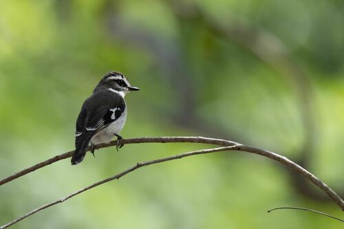 White-browed Robin (Poecilodryas superciliosa), photo 4