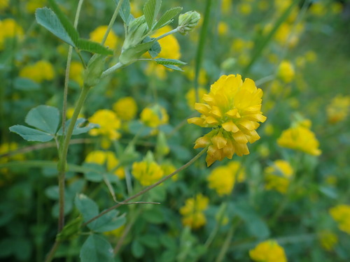 Velenovsky's clover (Trifolium velenovskyi)