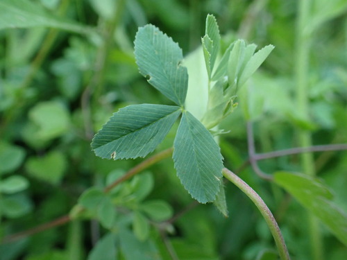 Image of Trifolium velenovskyi by (c) Milan Chytrý, some rights reserved (CC BY)