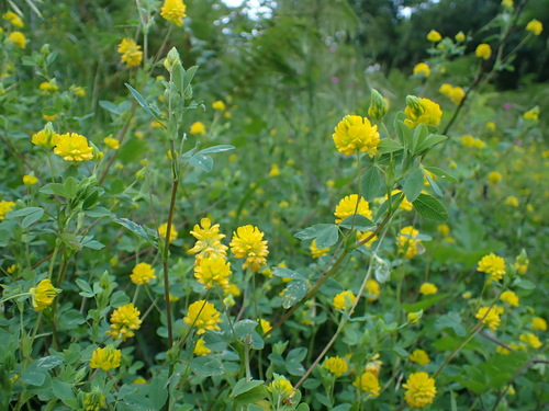 Image of Trifolium velenovskyi by (c) Milan Chytrý, some rights reserved (CC BY)