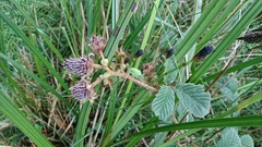 Rubus nubigenus