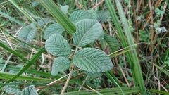 Rubus nubigenus