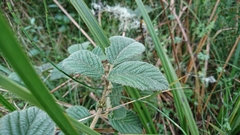 Rubus nubigenus