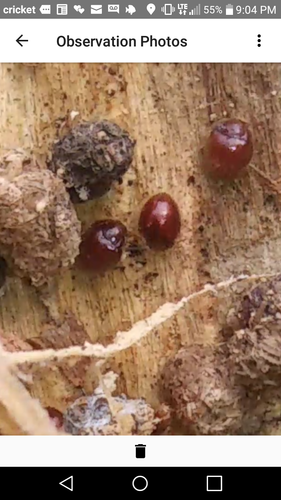 Anamorphidae