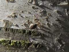 Drapetisca alteranda