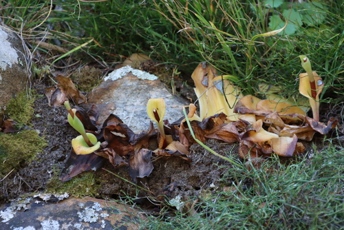 Image of Shy Satyre by (c) Tony Rebelo, some rights reserved (CC BY-SA)