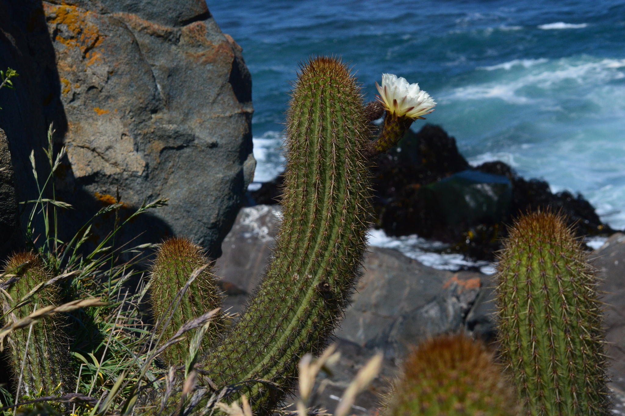 Trichocereus bolligerianus