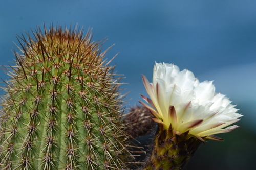 Image of Trichocereus Bolligerianus (Trichocereus bolligerianus) by (c) Duban Espinoza, some rights reserved (CC BY)