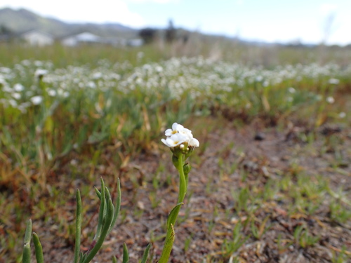 calistoga popcornflower (Plagiobothrys strictus)