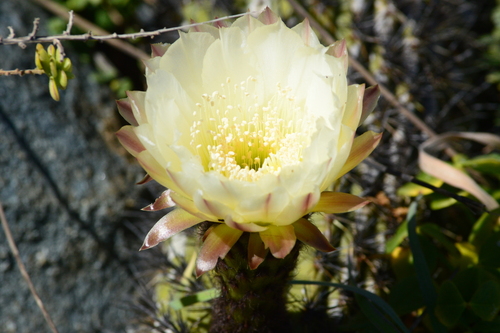 Image of Trichocereus Bolligerianus (Trichocereus bolligerianus) by (c) Duban Espinoza, some rights reserved (CC BY)