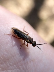 Macroxyela