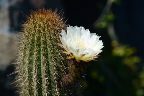 Image of Trichocereus Bolligerianus (Trichocereus bolligerianus) by (c) Duban Espinoza, some rights reserved (CC BY)